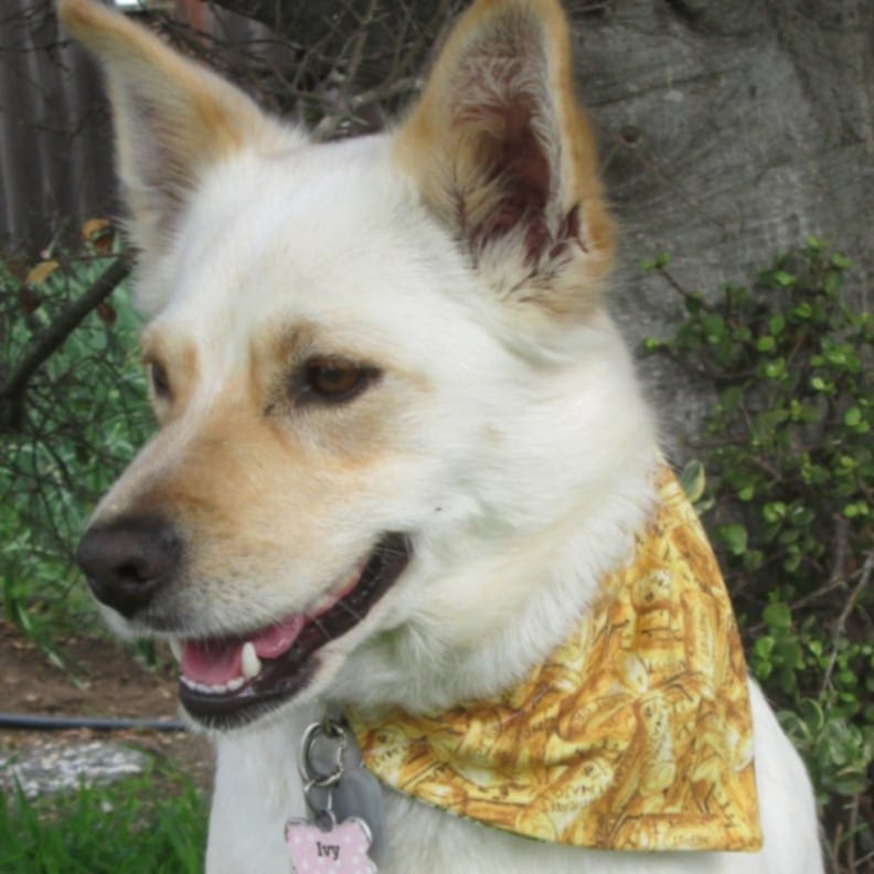 White Wine Grapes Scarf