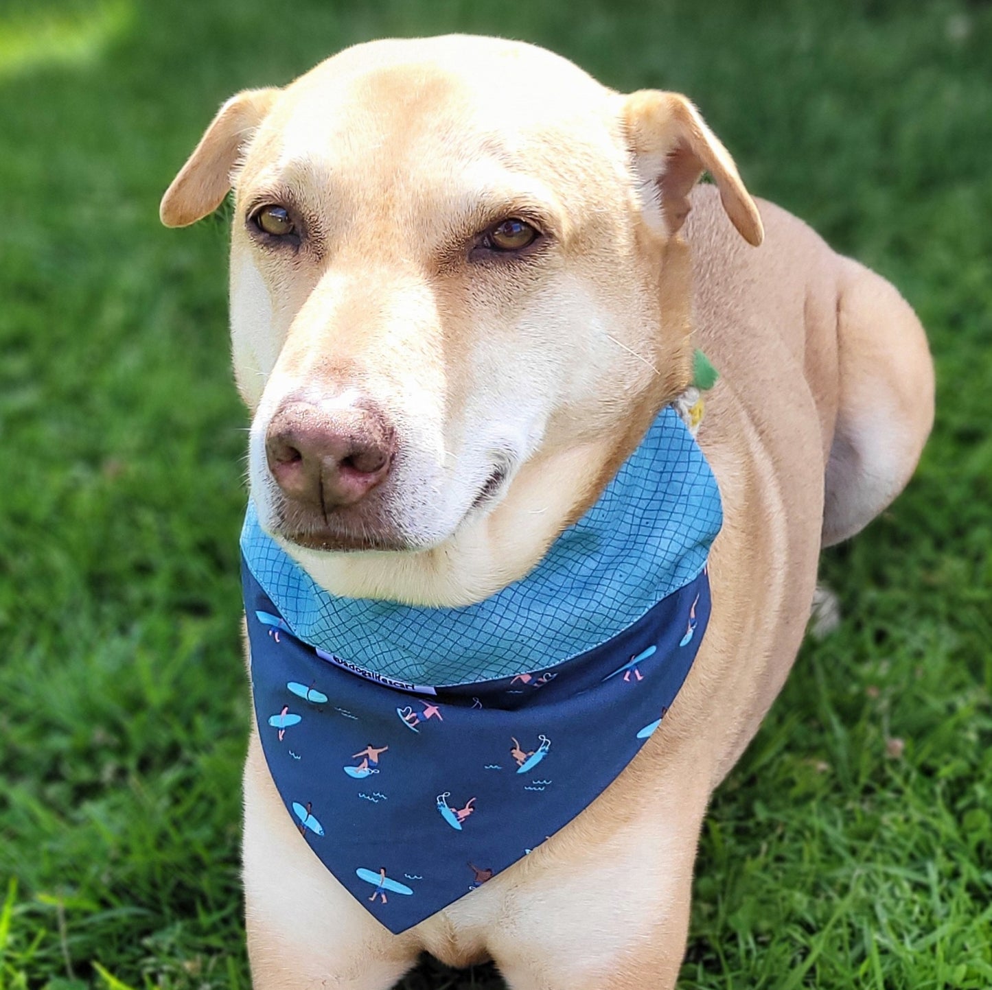 Surfing USA Collar Scarf