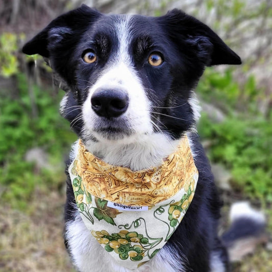 White Wine Grapes Scarf