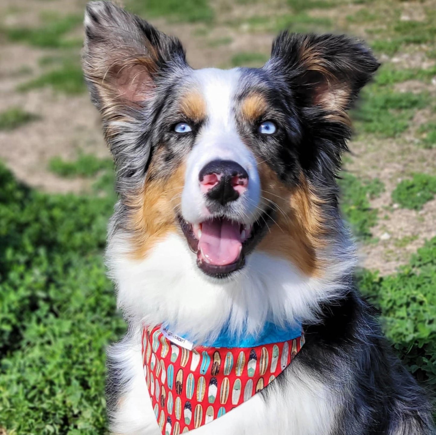 Surfboards red/blue Collar Scarf