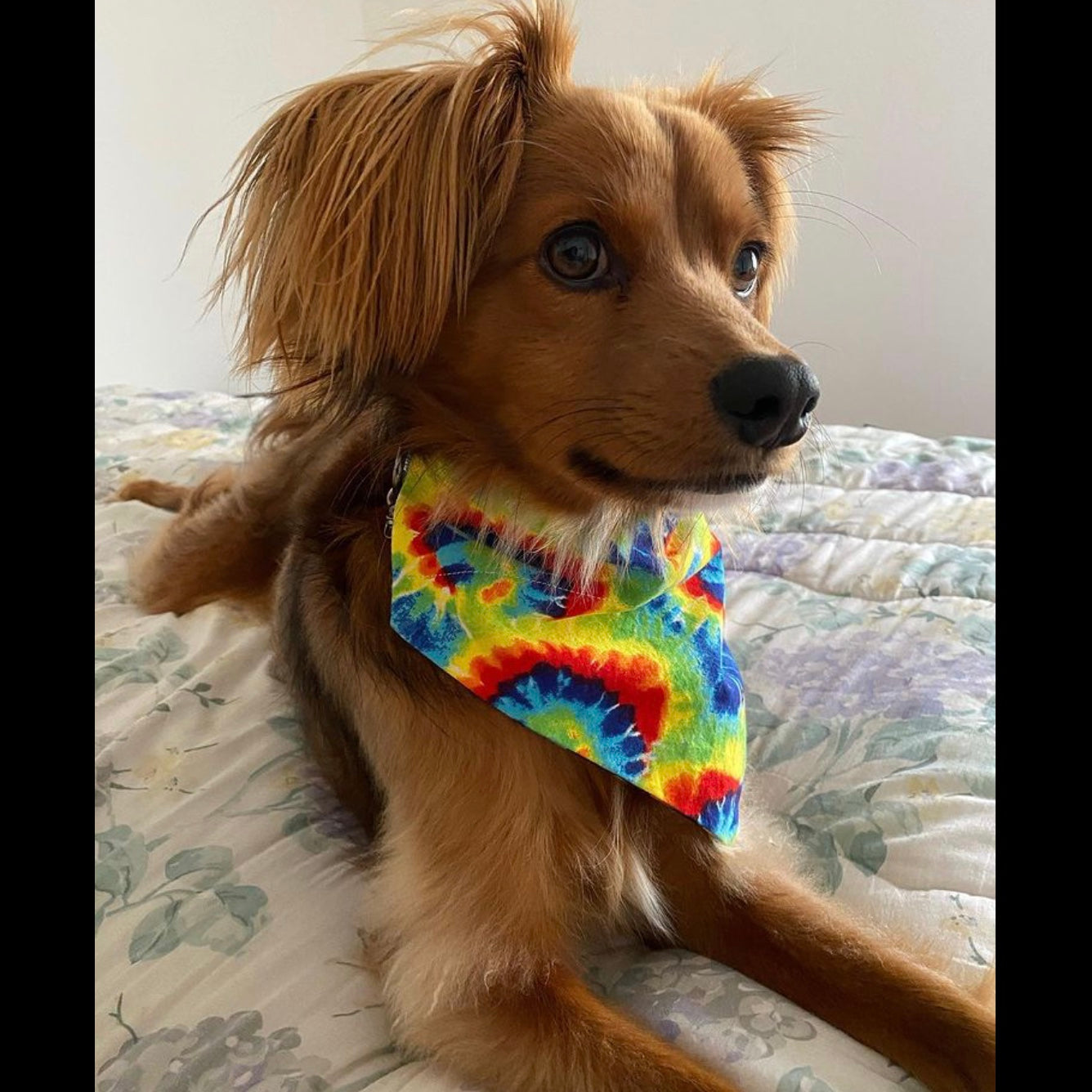 Tie Dye Paws & Bones Scarf