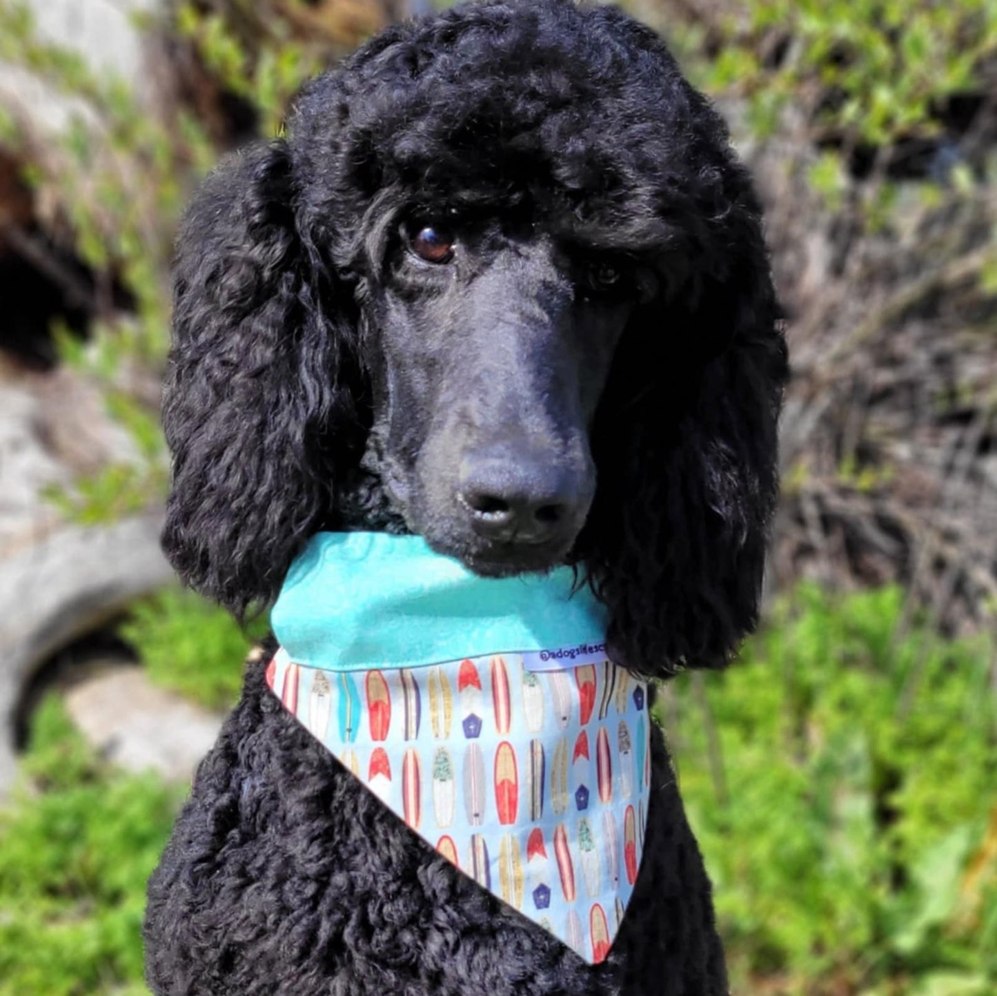 Surfboards blue/aqua Collar Scarf