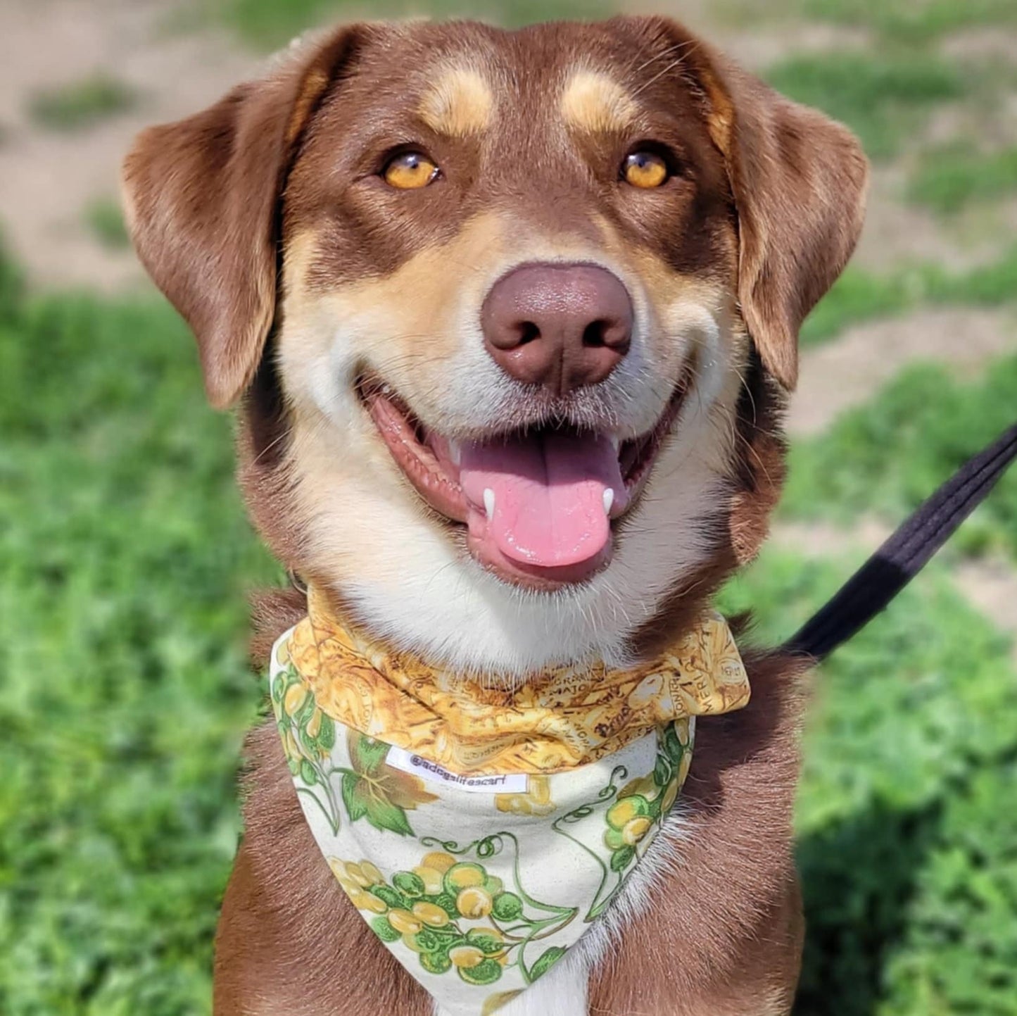 White Wine Grapes Scarf