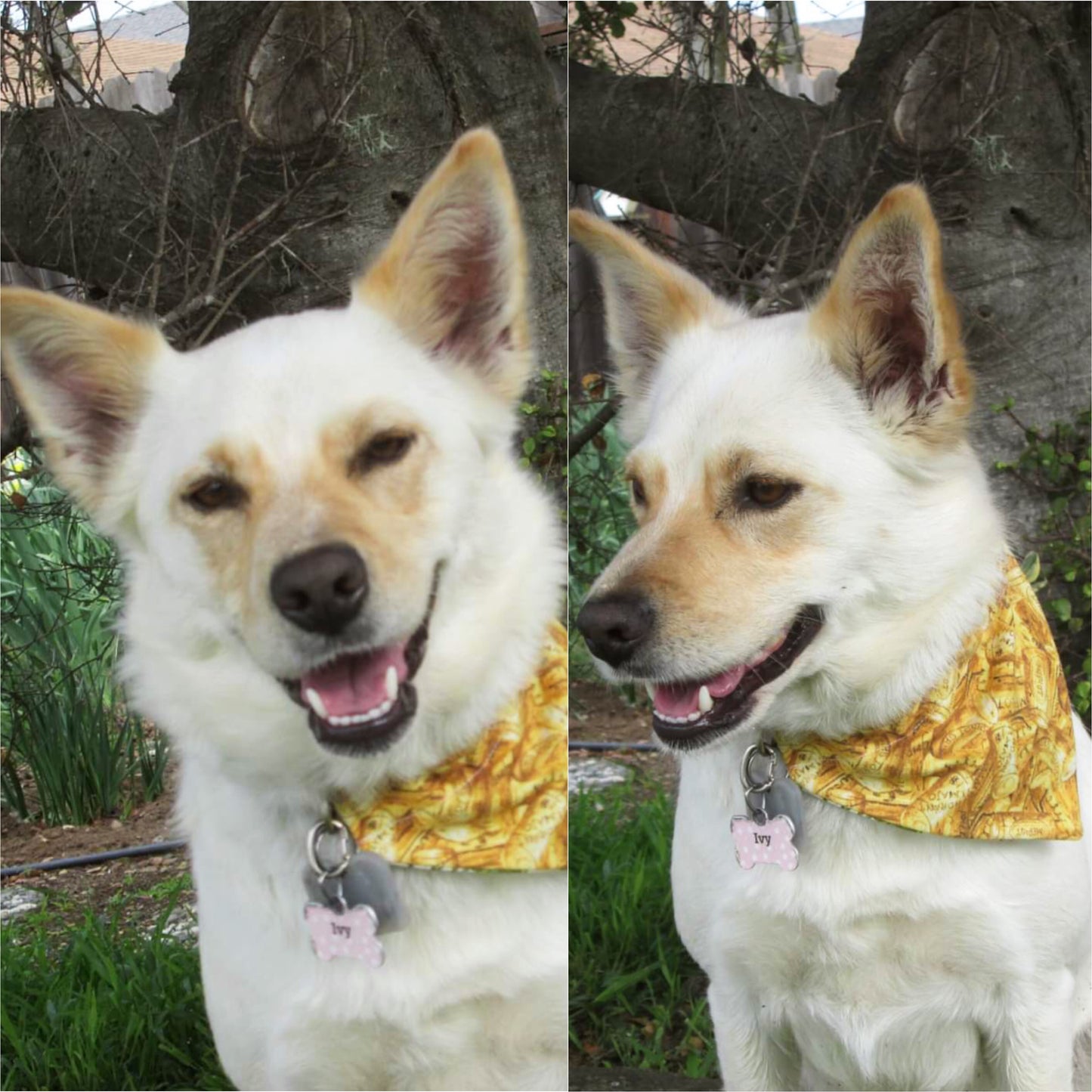 White Wine Grapes Scarf