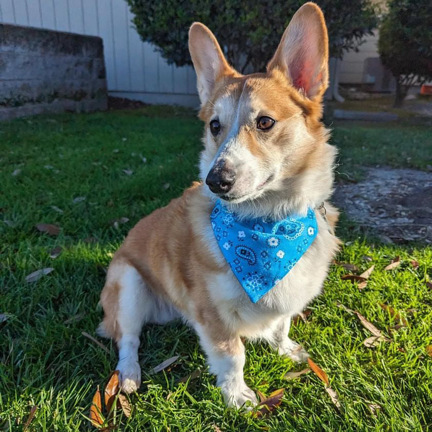 You Had Me at Woof Collar Scarf