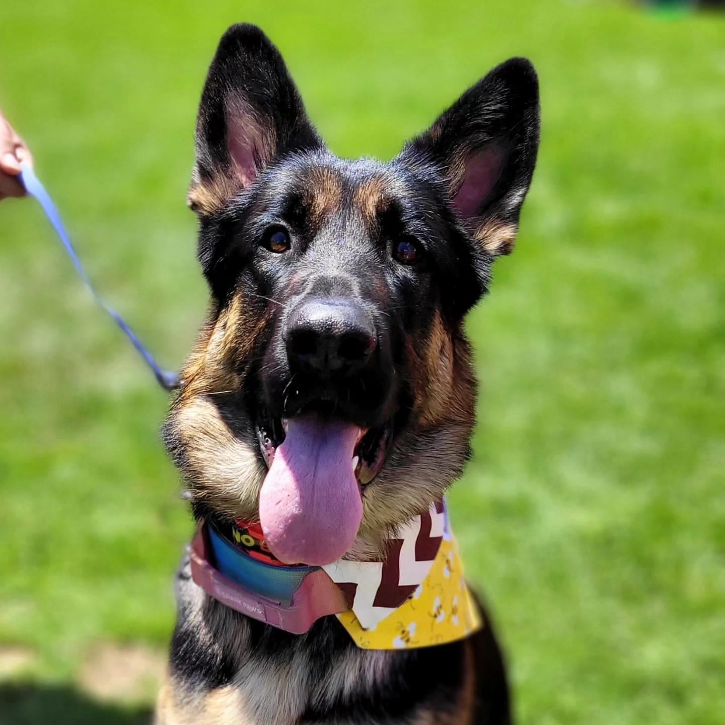 Buzz Bees Collar Scarf