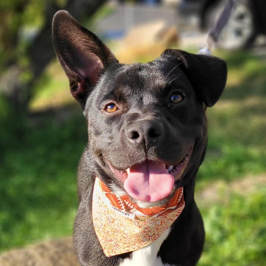 Football Collar Scarf