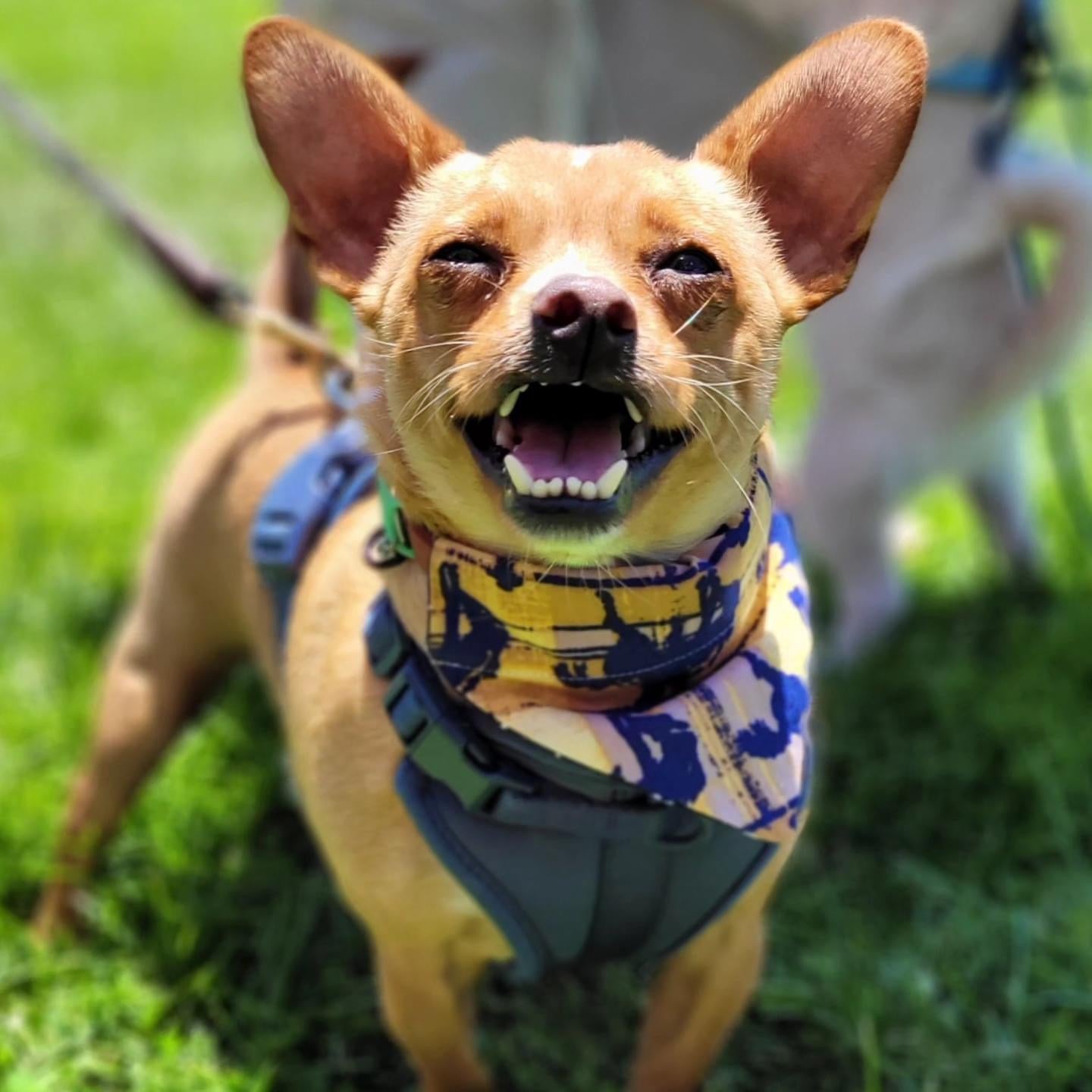 Bucking Broncos Collar Scarf
