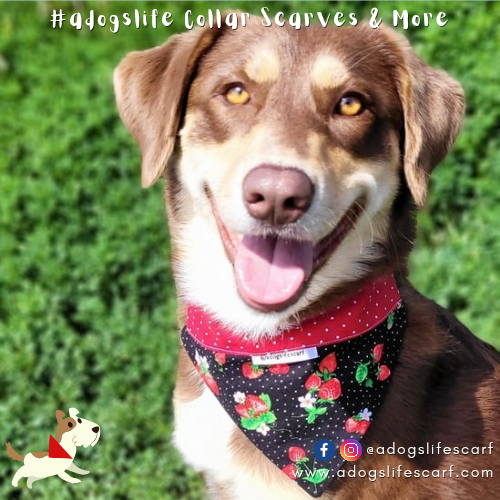 Strawberry Dreams Collar Scarf