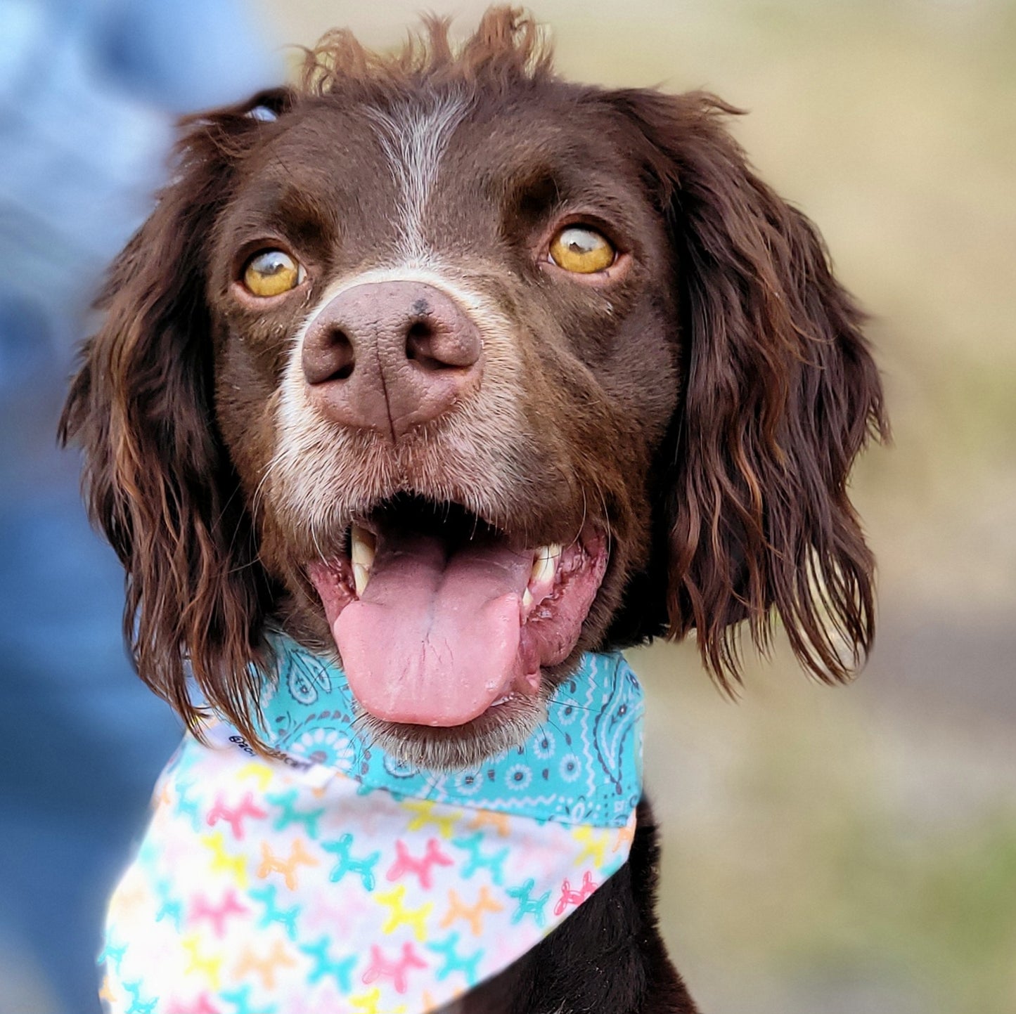 Bandana Balloon Dogs Collar Scarf