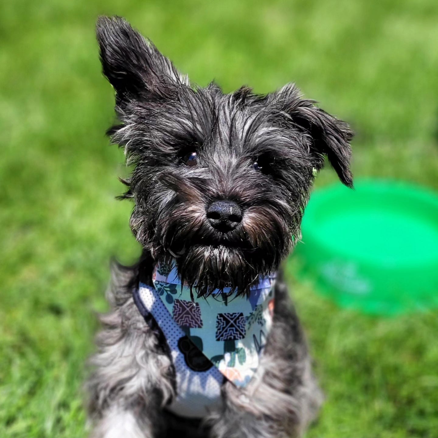 Cactus Gomes Collar Scarf