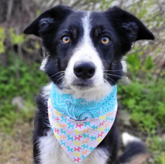 Bandana Balloon Dogs Collar Scarf