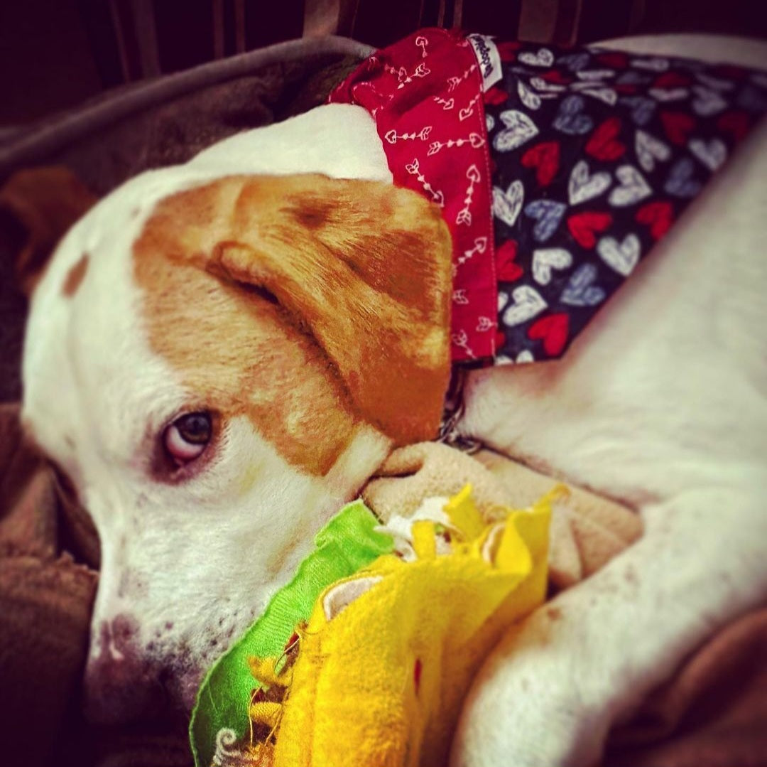 Cupid's Hearts Valentine's Scarf