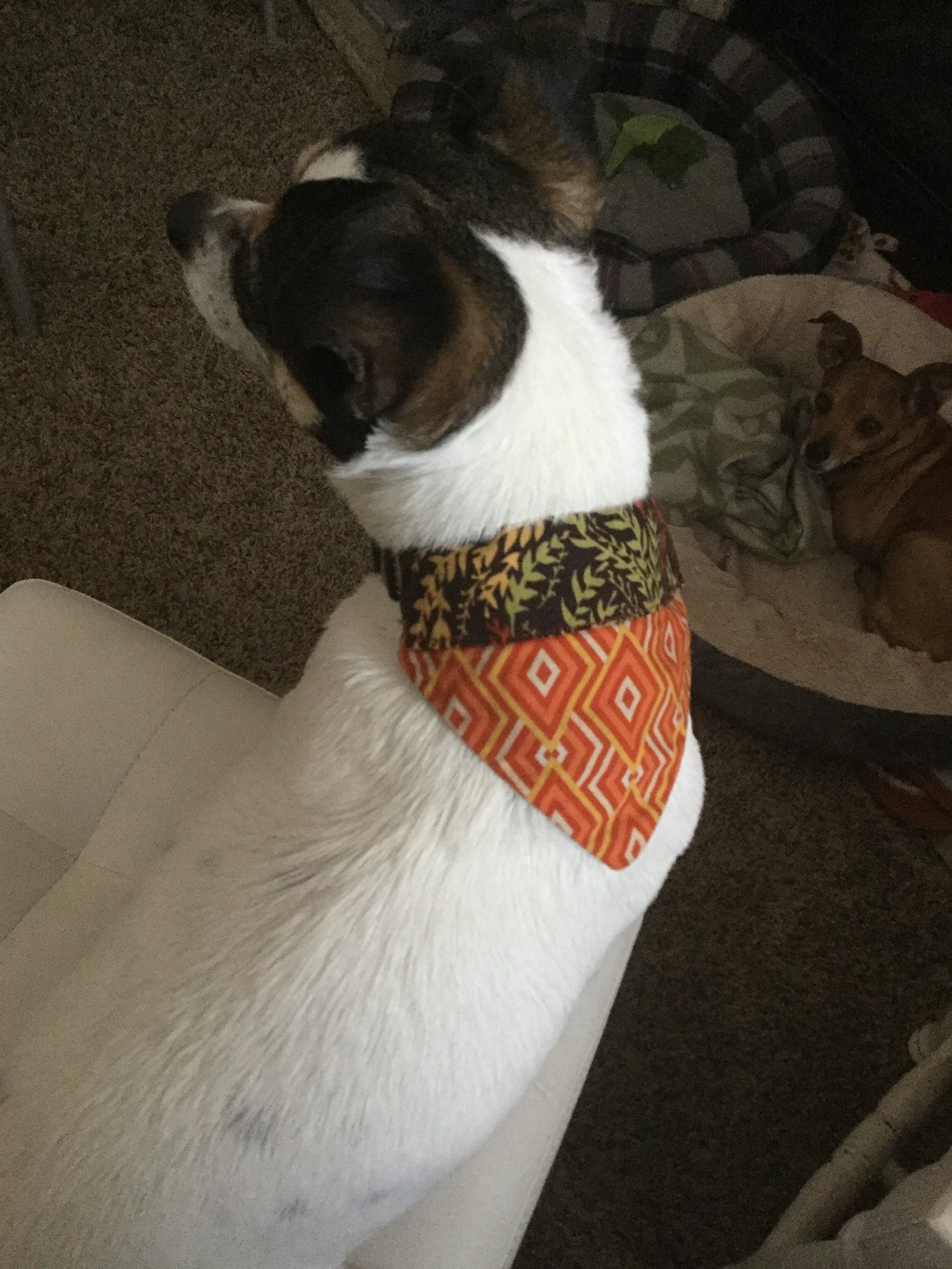 Thanksgiving/Fall Collar Scarves