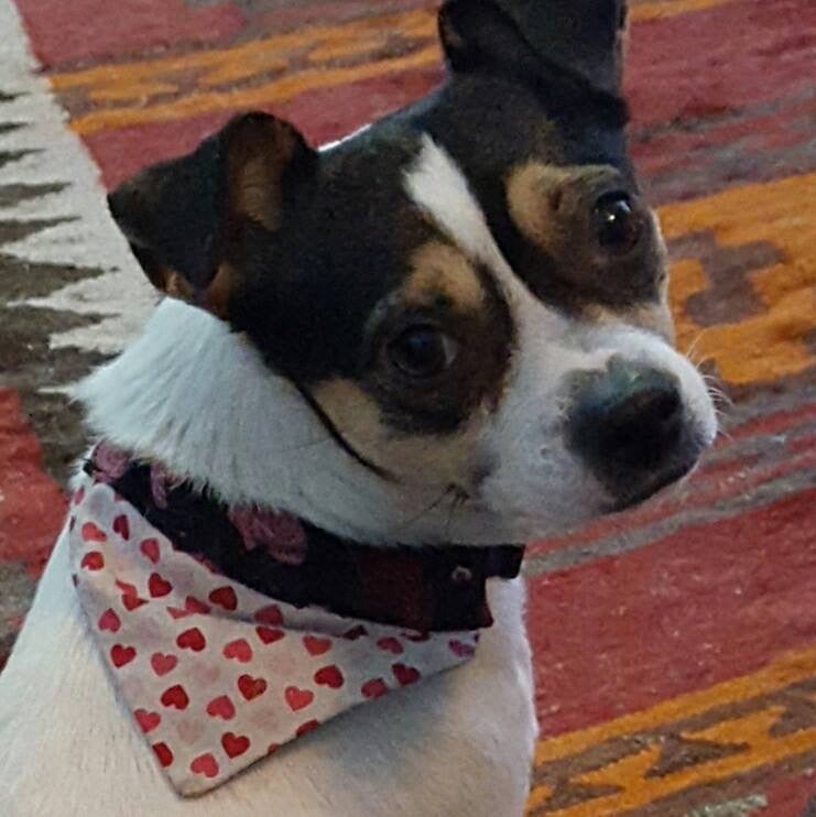 Valentine’s Collar Scarves