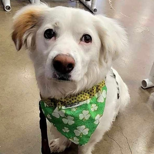 Golden Clovers St. Patrick's Day Scarf