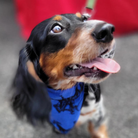 Roping Cowboys Collar Scarf