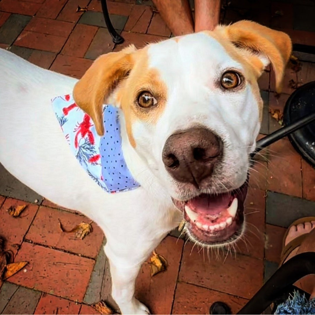 Lobster Fest Collar Scarf