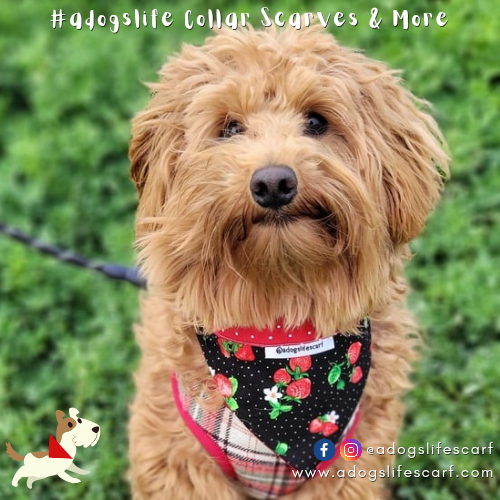 Strawberry Dreams Collar Scarf