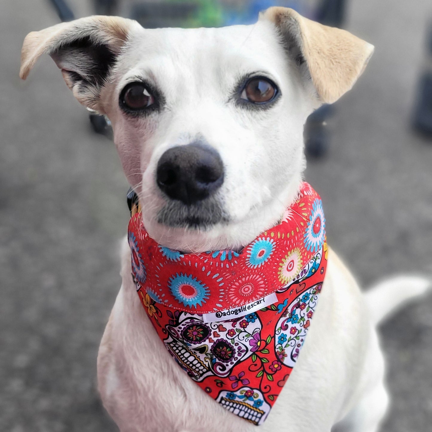 Dia de los Muertos Halloween Collar Scarf