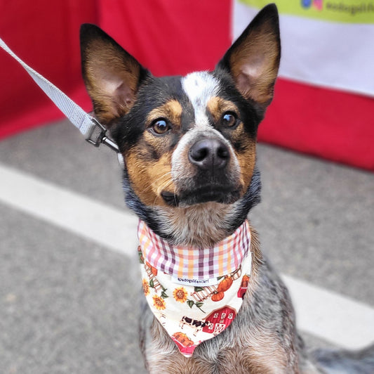 Fall on the Farm Collar Scarf