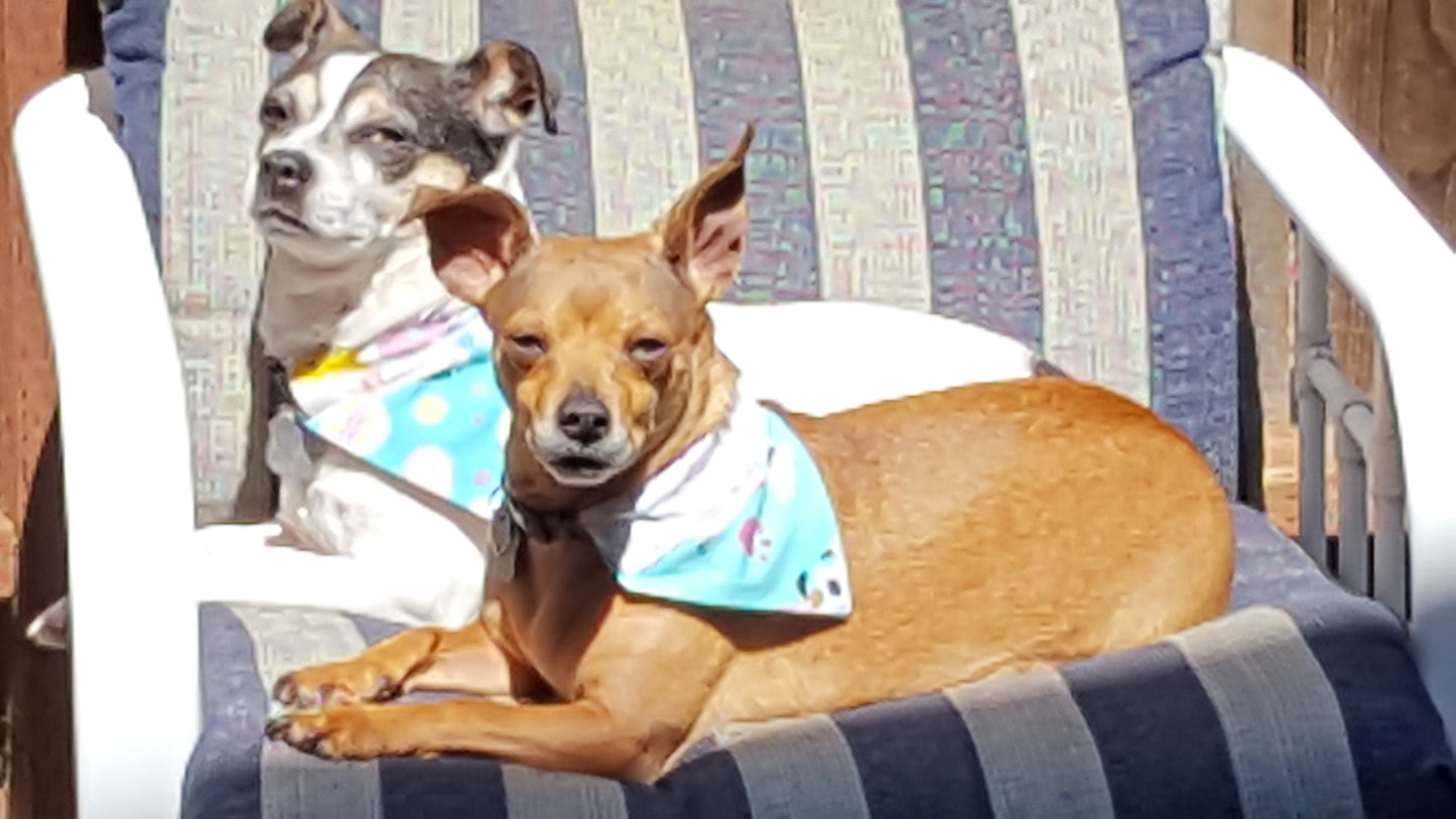 Easter Bunny Pooch Scarf